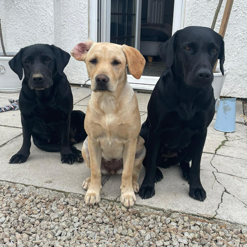 Three dogs